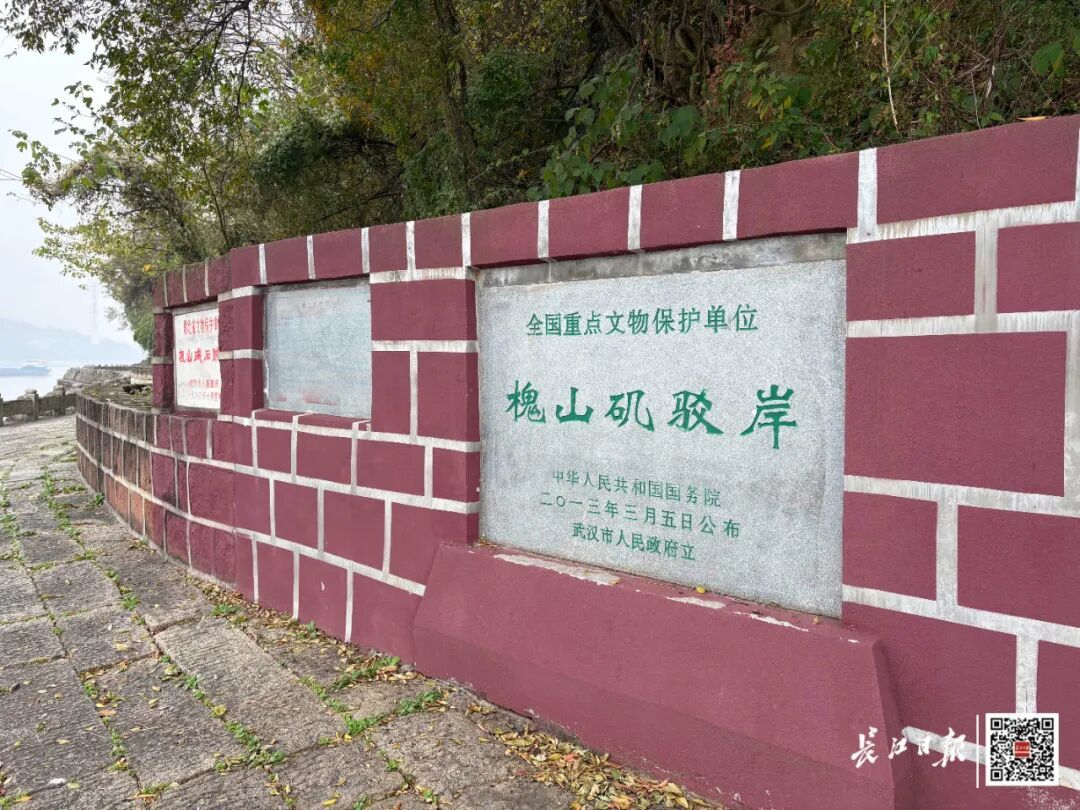 武汉1300年古树，“发量”创纪录