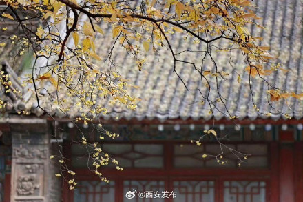西安大兴善寺的腊梅开了