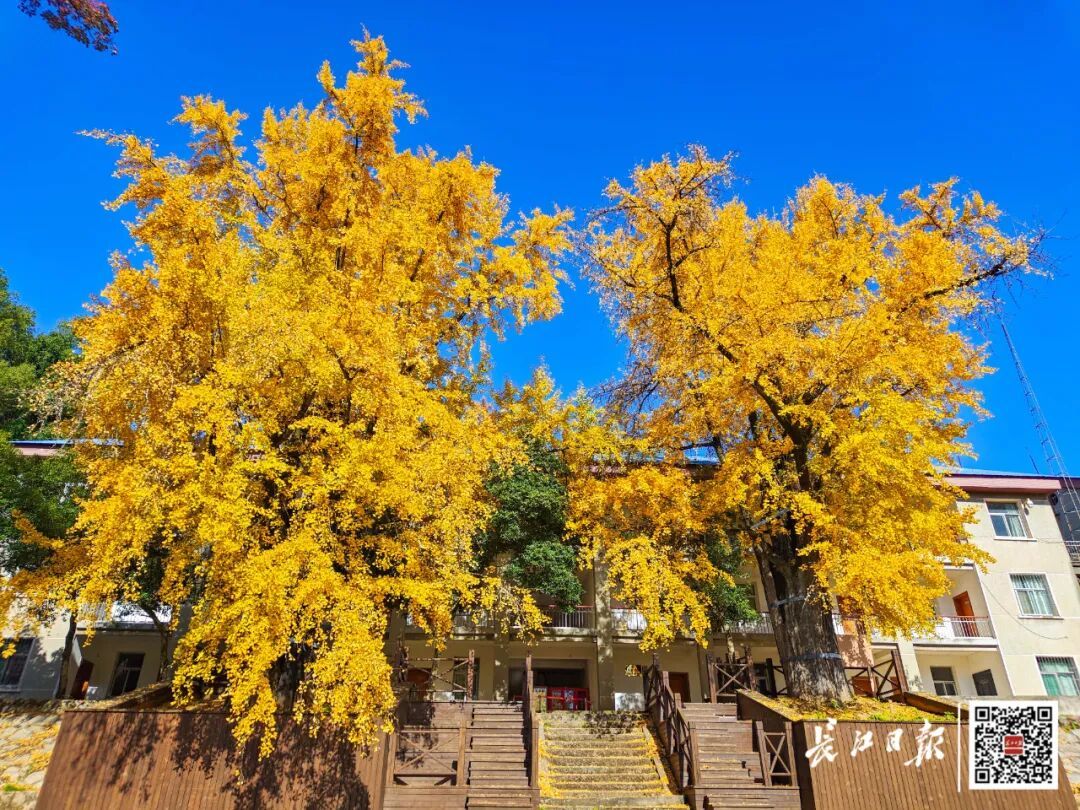 武汉1300年古树，“发量”创纪录