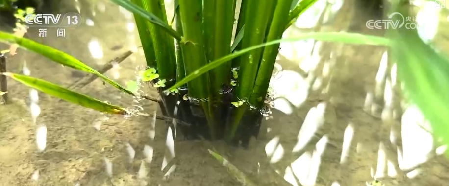 “数”说耕地灌溉面积与粮食产量稳步增加 粮食安全根基更稳