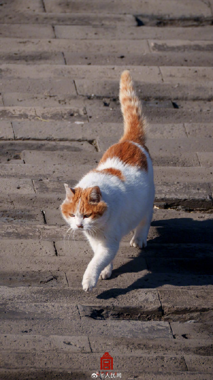 可可爱爱！故宫猫咪冬日壁纸上新了