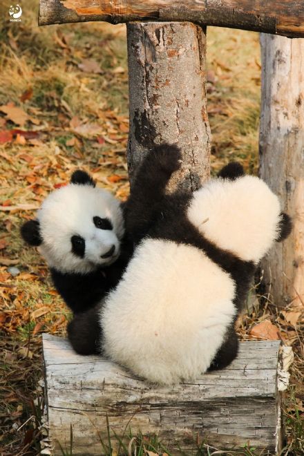 前方有一大波熊猫幼崽袭来！
