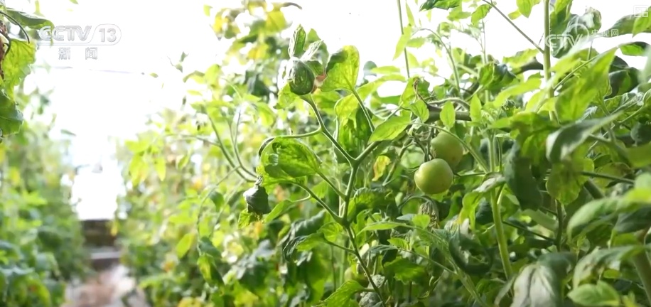 车厘子、榴莲、菜心、芥蓝，交易旺！百姓假日“菜篮子”“果盘子”价稳量丰