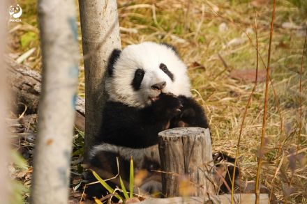 前方有一大波熊猫幼崽袭来！