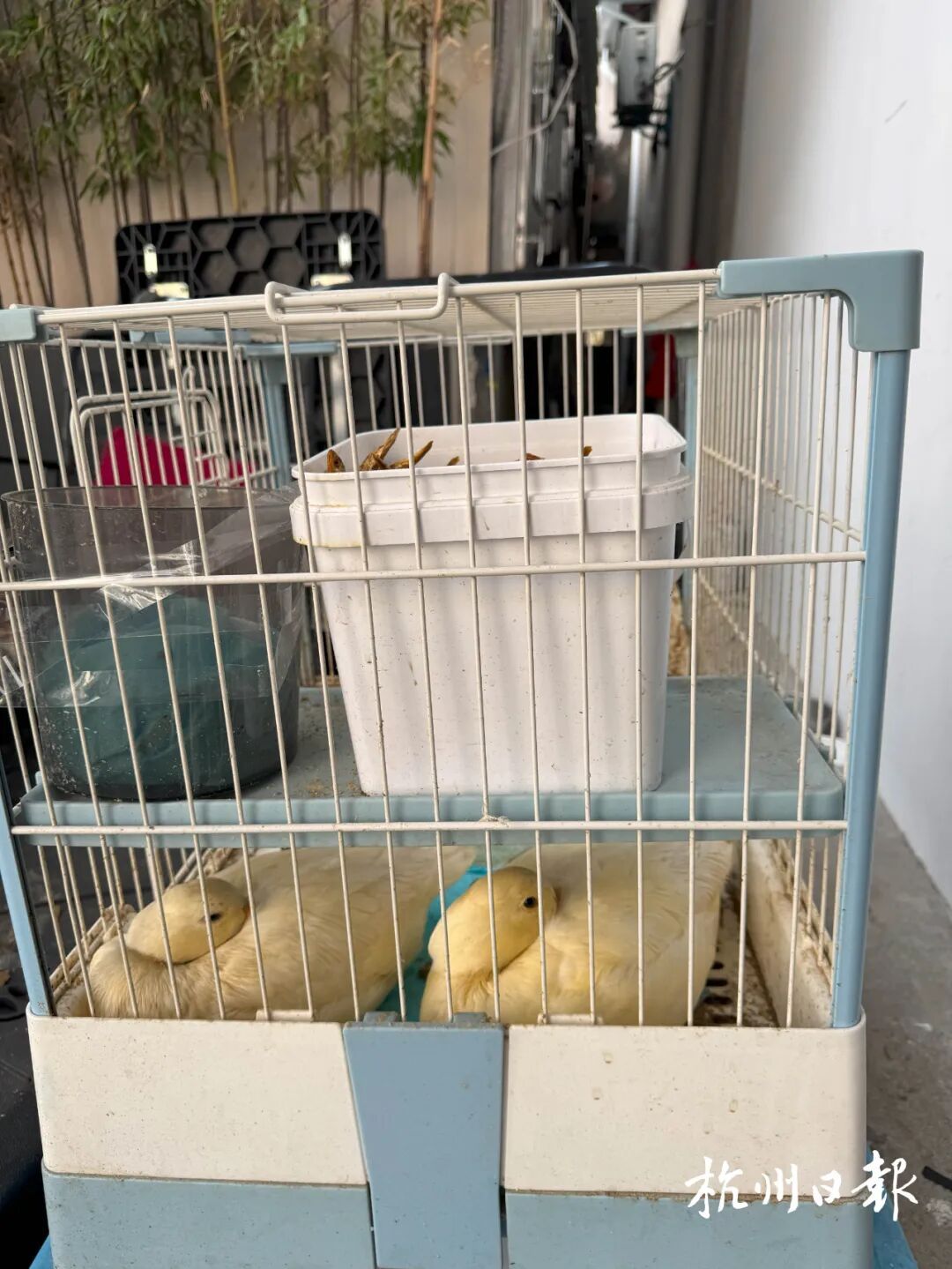 杭州一家小店突然爆火！小到5毛钱，大到上万元！“没人要的，我收”