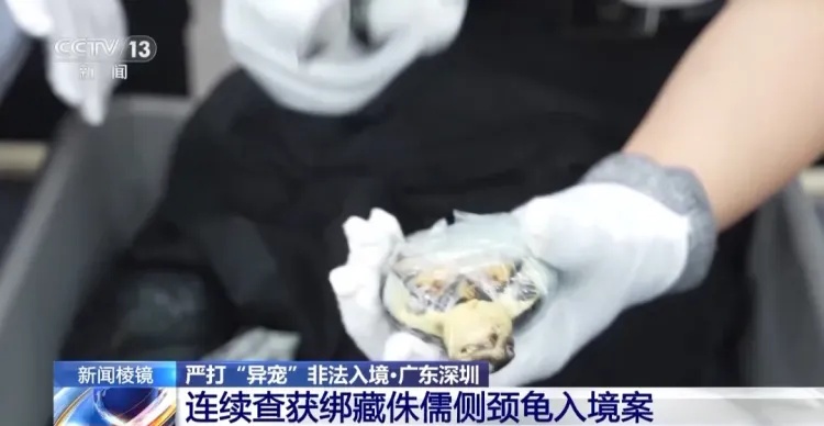 携带大量病毒细菌！深圳近期查获多起