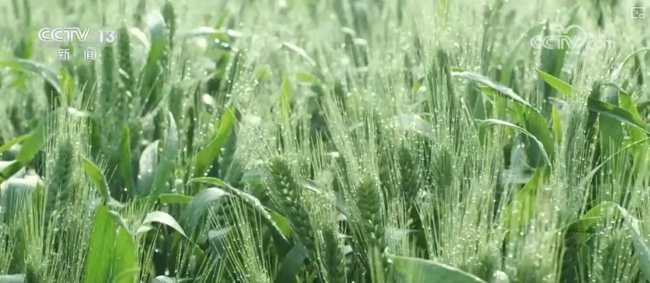 “数”说耕地灌溉面积与粮食产量稳步增加 粮食安全根基更稳