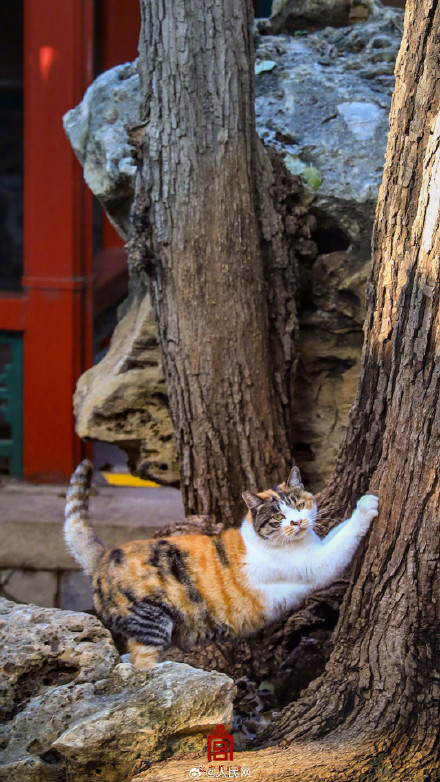 可可爱爱！故宫猫咪冬日壁纸上新了