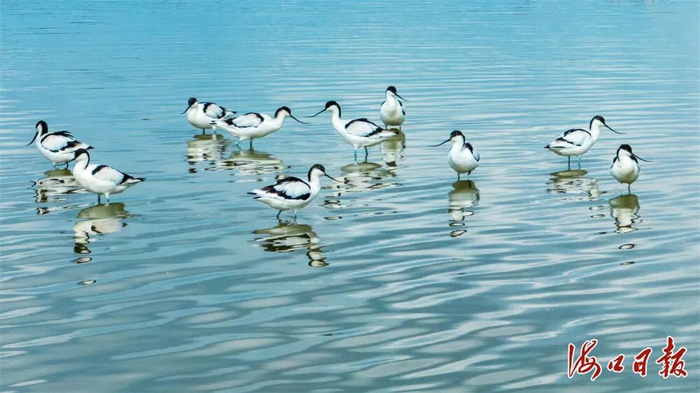 历年最多！50多只珍稀鸟类反嘴鹬抵达东寨港下塘湿地
