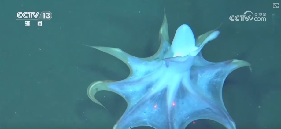 2026年将突破2000次 我国载人深潜从“全海深”拓展至“全海域”应用水平提升