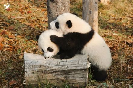 前方有一大波熊猫幼崽袭来！