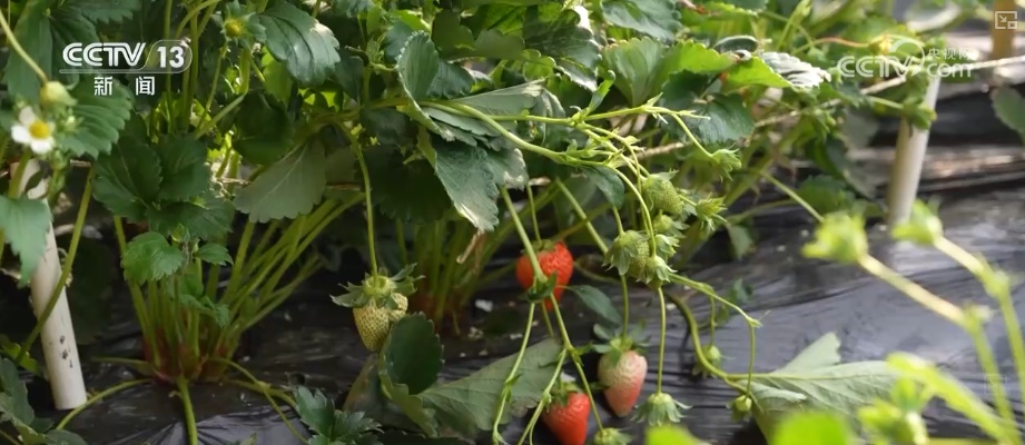 车厘子、榴莲、菜心、芥蓝，交易旺！百姓假日“菜篮子”“果盘子”价稳量丰