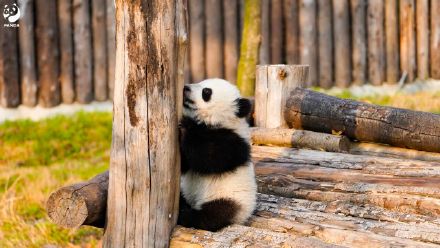 前方有一大波熊猫幼崽袭来！