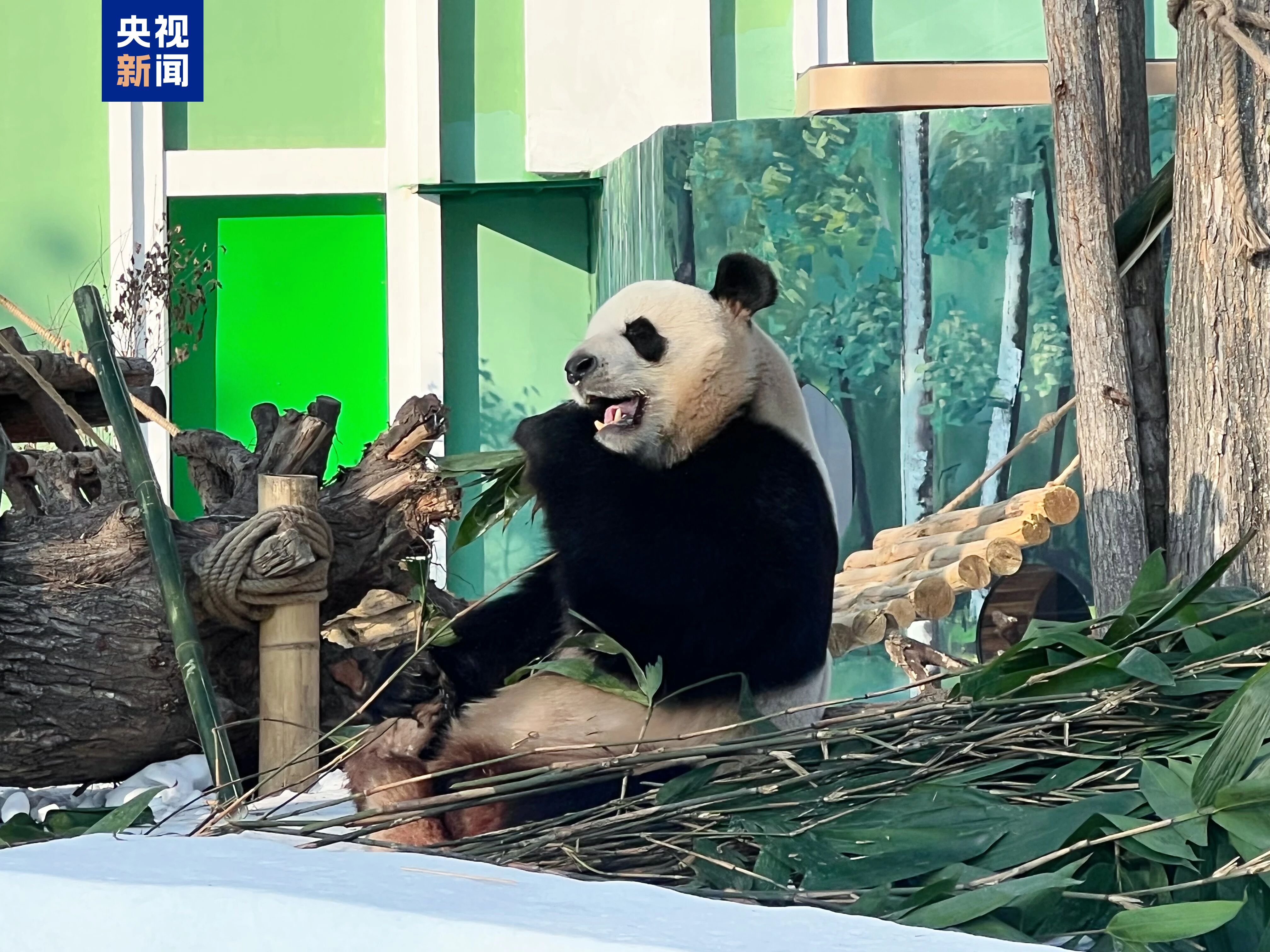 第38届太阳岛雪博会27日试开园 规模升级至150万平方米