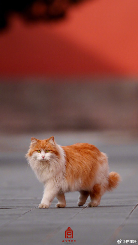 你要的故宫猫咪壁纸上新了