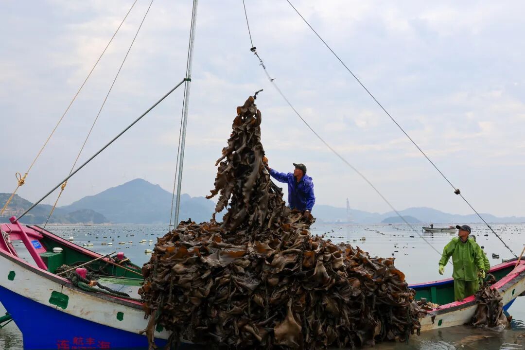 11万亩！全国40%来自福州这里