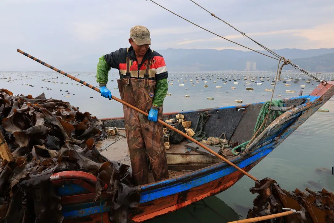 11万亩！全国40%来自福州这里