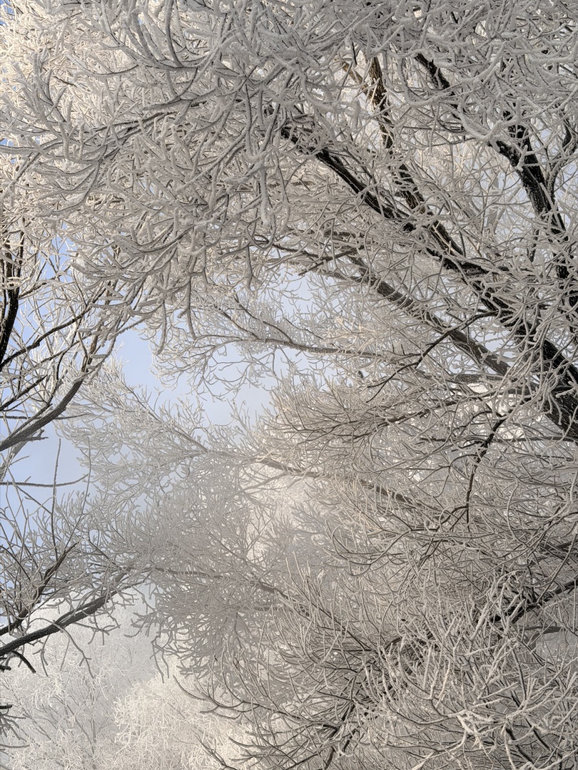 在吉林邂逅冬日雾凇奇景