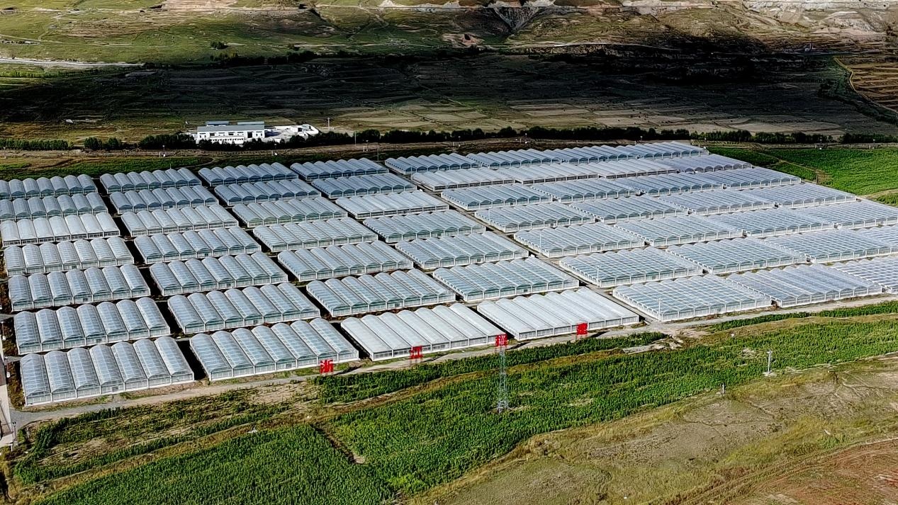 东西部协作促进乡村振兴 雪域高原上建出“江南菜园” 东西部协作促进乡村振兴 雪域高原上建出“江南菜园”