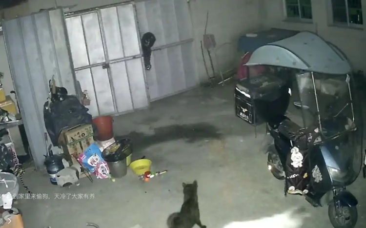 浙江乐清一偷狗贼弃车逃跑，户主称家里被扔药物，已报警提取指纹