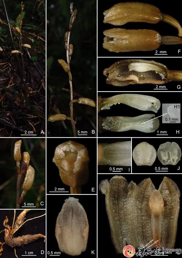 广西发现新物种，以“大瑶山”命名!