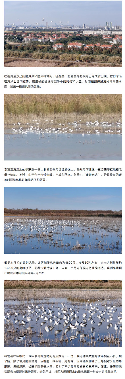 奉贤滨海湿地迎冬候鸟，观鸟高峰期即将到来