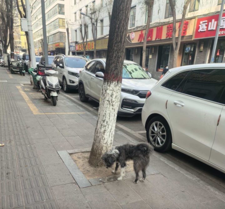 西海调查|@养犬人，你的拴狗绳准备好了吗