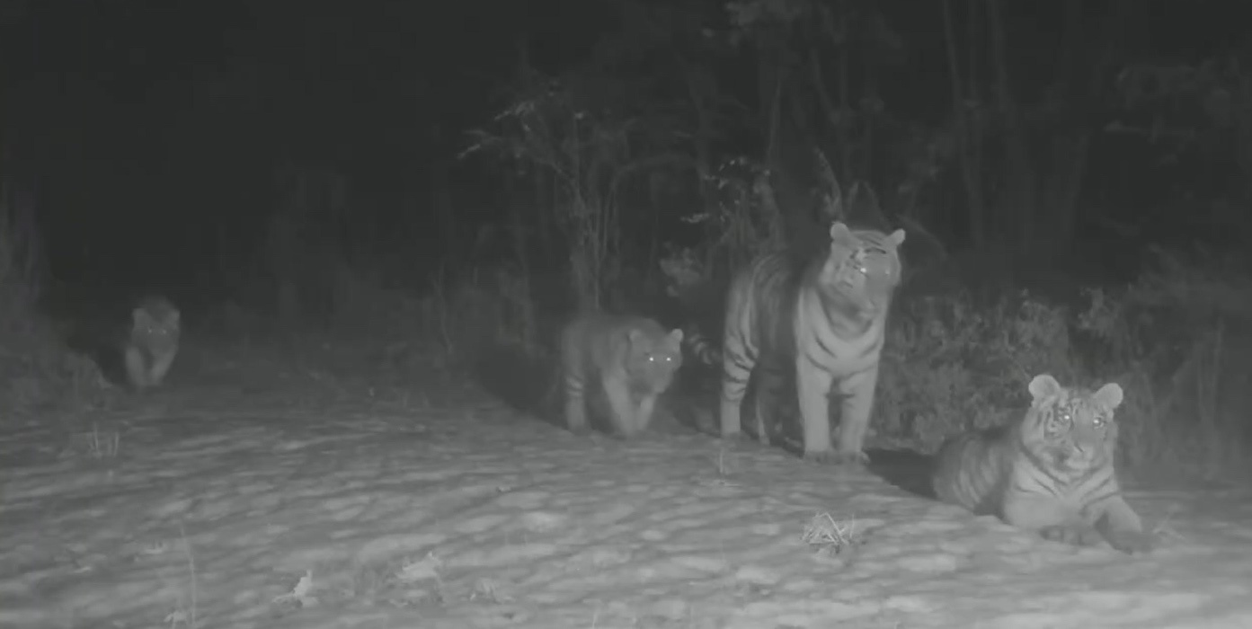 六虎同框！野生东北虎母虎带五崽罕见亮相东北虎豹国家公园