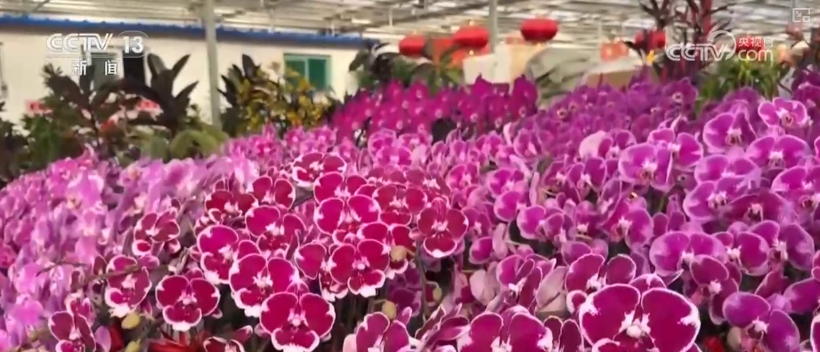 元旦将至消费热潮节节攀升 市场价稳物丰满足消费者多样化、个性化需求