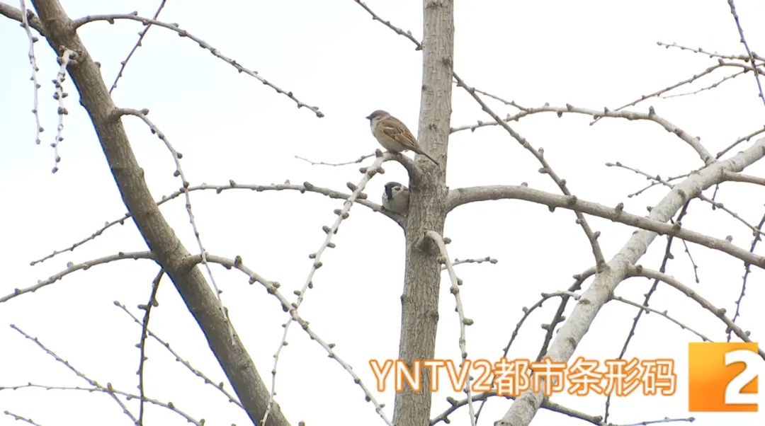 危险！老人弹弓打鸟喂老鹰？邻居：劝阻遭辱骂，流浪猫狗也没放过！