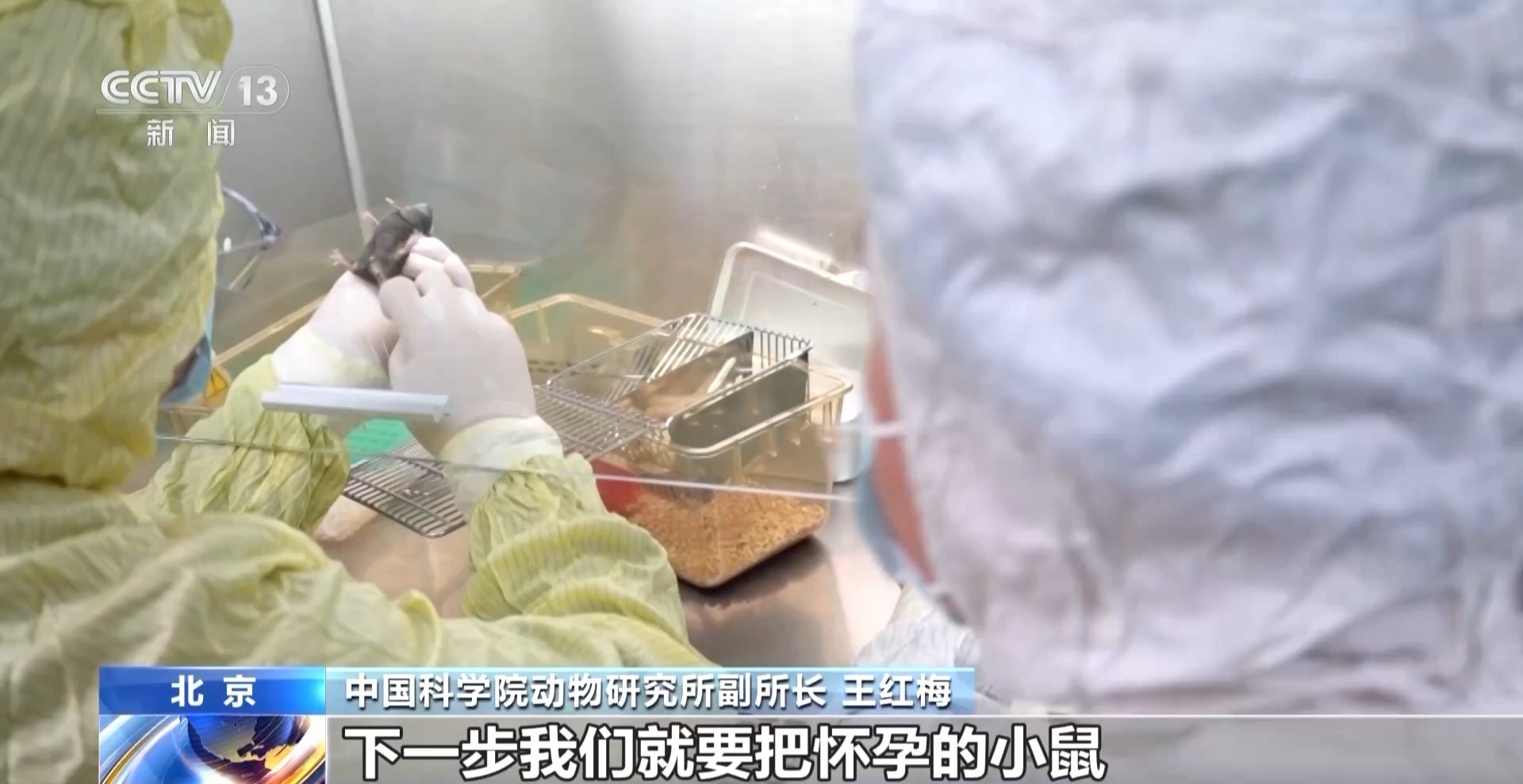 “航天小鼠”和地面小鼠行为有啥差异？总台记者现场探访