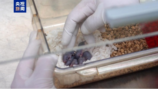 中国太空鼠成功孕育幼仔