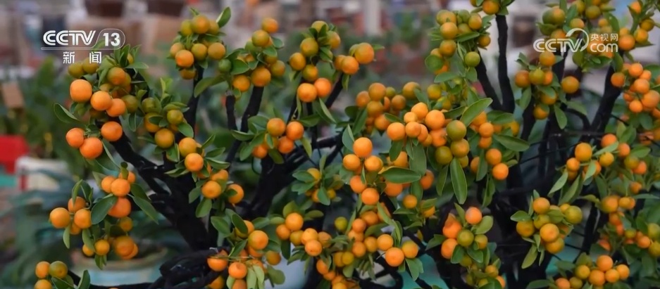 节日消费旺+市场活力足 元旦将至各地消费市场热潮涌动