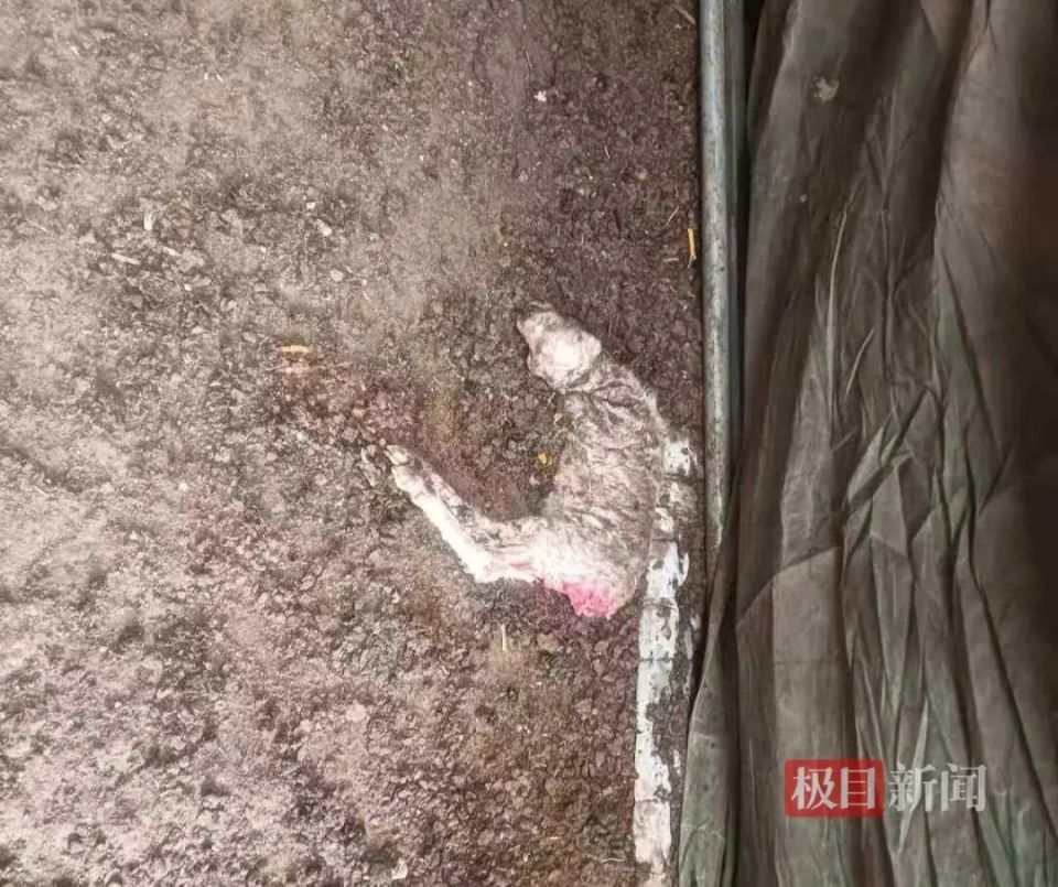 山西晋中一村民称家中120只羊被毒死，其中110只是怀孕母羊，投毒者是父亲好友