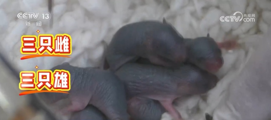 探寻宇宙与生命共生密码 “太空鼠二代”为太空繁衍添希望