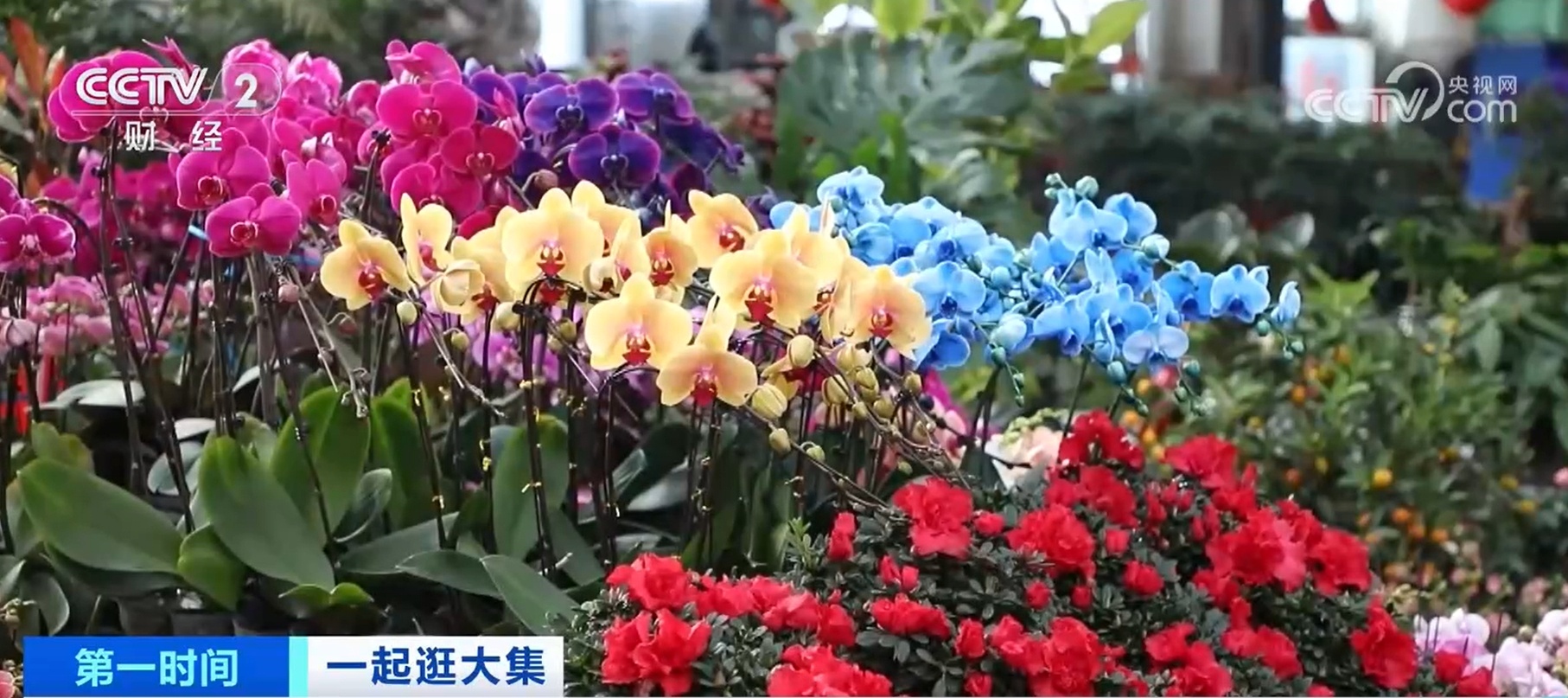 元旦临近 农副产品迎销售旺季 “菜篮子”货足价稳