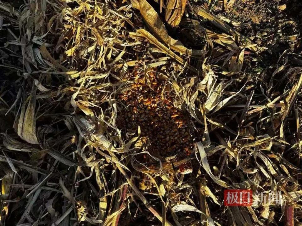 山西晋中一村民称家中120只羊被毒死，其中110只是怀孕母羊，投毒者是父亲好友