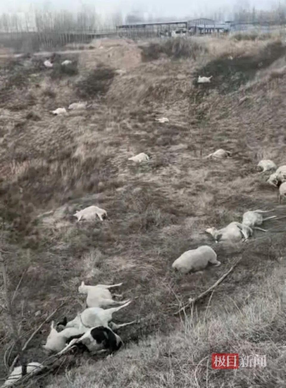 山西晋中一村民称家中120只羊被毒死，其中110只是怀孕母羊，投毒者是父亲好友