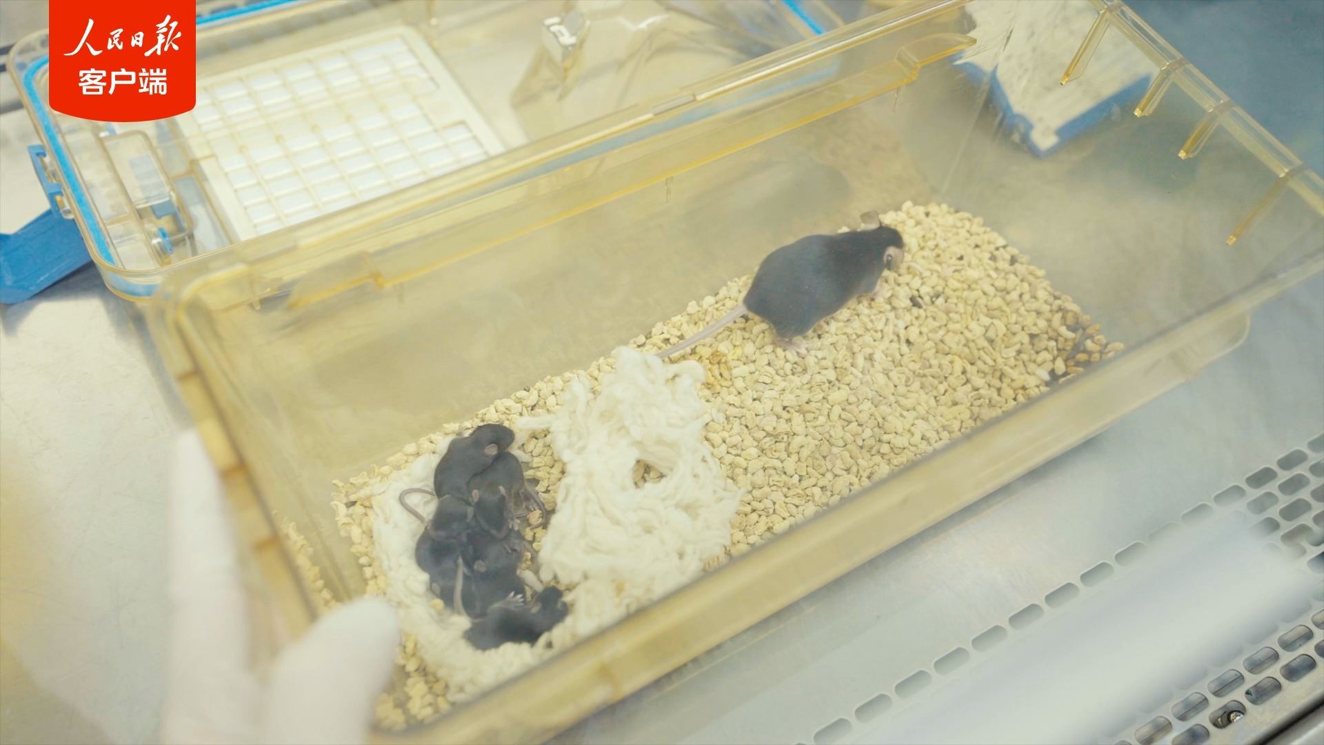 “太空小鼠”返回地面后成功孕育幼仔