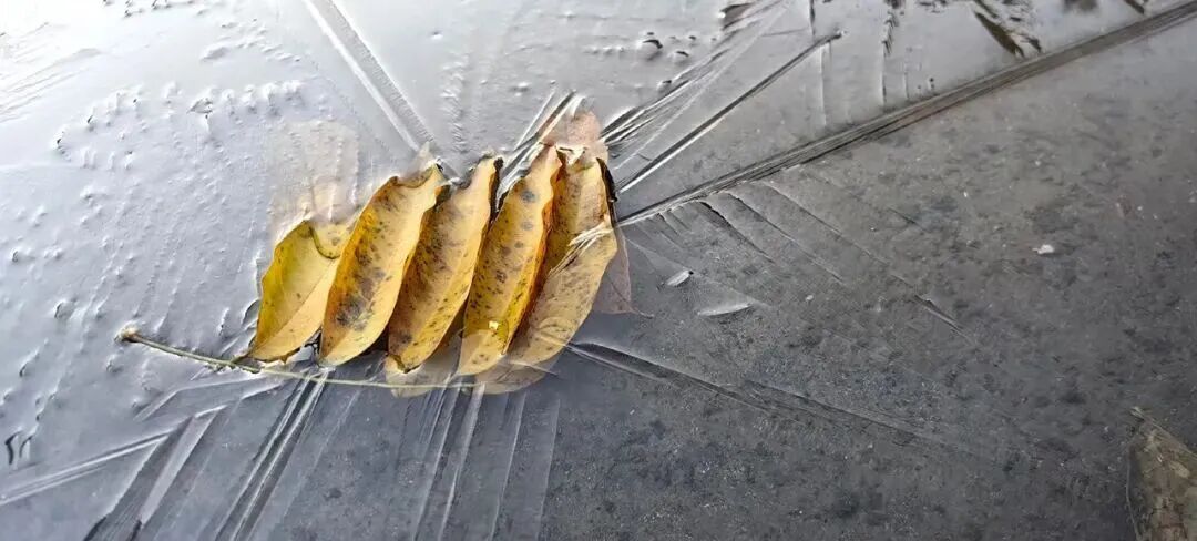 昨天，西湖结冰了！-0.5℃，今冬首次跌破冰点，今天开始回暖……