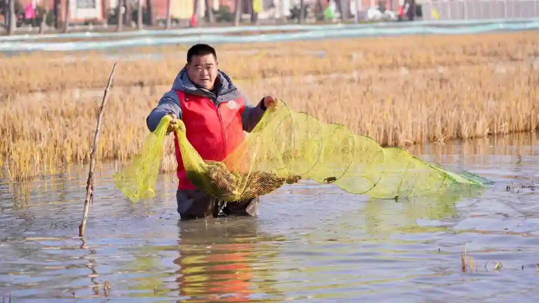 壳薄肉厚，鲜甜紧实，武汉人几乎都爱吃！惊了，这东西冬天也有？