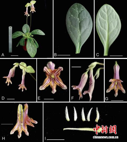 广西发现苦苣苔科两个极度濒危新物种