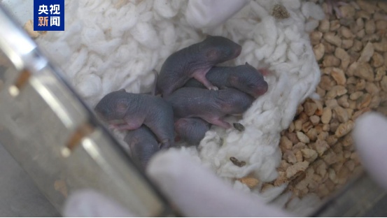 中国太空鼠成功孕育幼仔