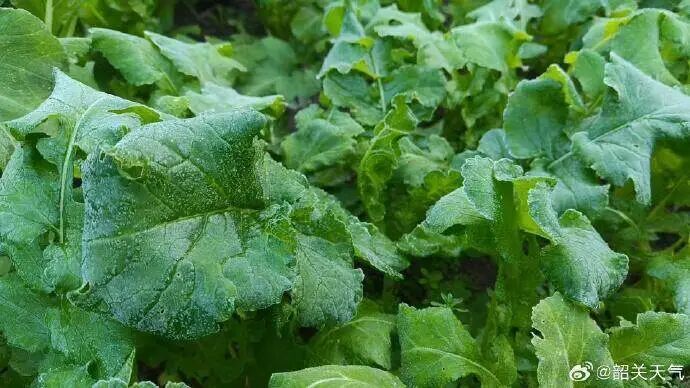 象征性冷一下？今起广东又将升温！广州早晚温差重新变大