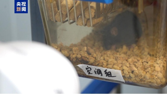 中国太空鼠成功孕育幼仔