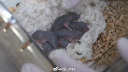 转发！中国太空鼠产下一窝小鼠