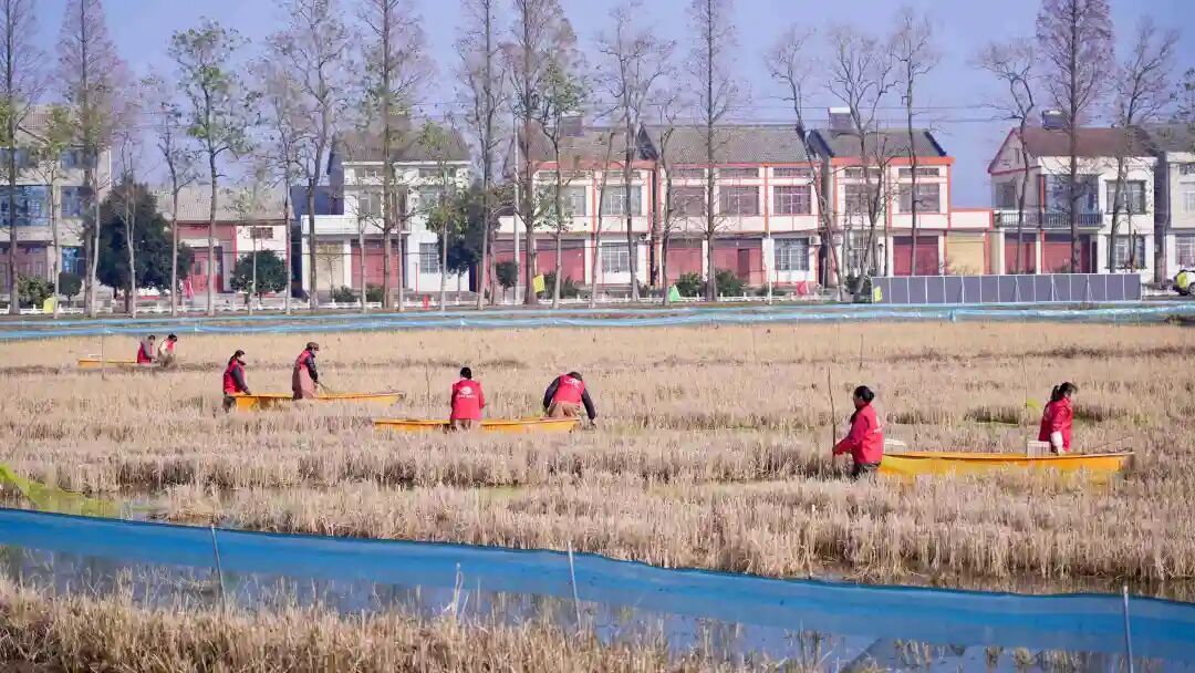 壳薄肉厚，鲜甜紧实，武汉人几乎都爱吃！惊了，这东西冬天也有？
