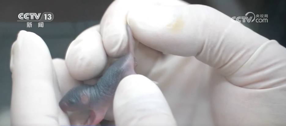 探寻宇宙与生命共生密码 “太空鼠二代”为太空繁衍添希望