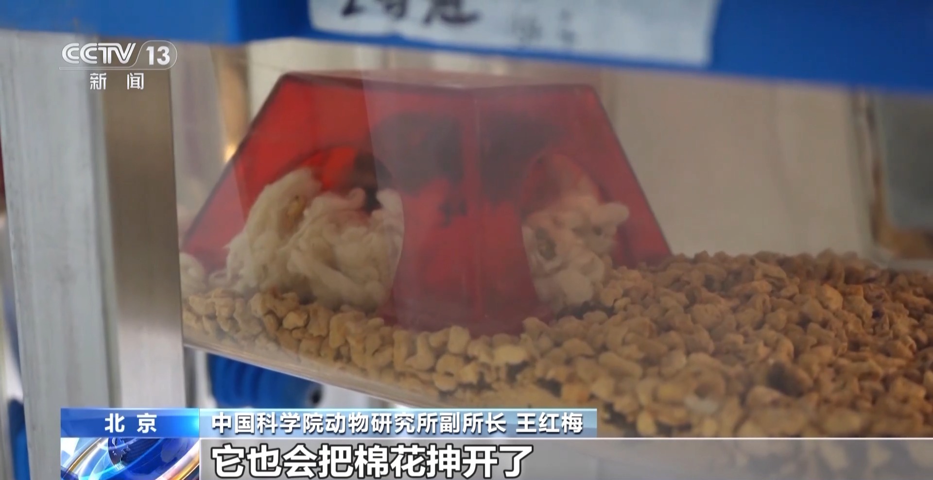 “航天小鼠”和地面小鼠行为有啥差异？总台记者现场探访