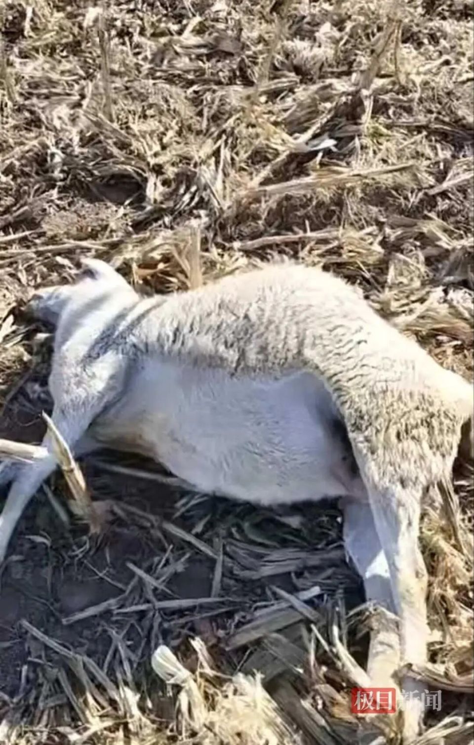 山西晋中一村民称家中120只羊被毒死，其中110只是怀孕母羊，投毒者是父亲好友